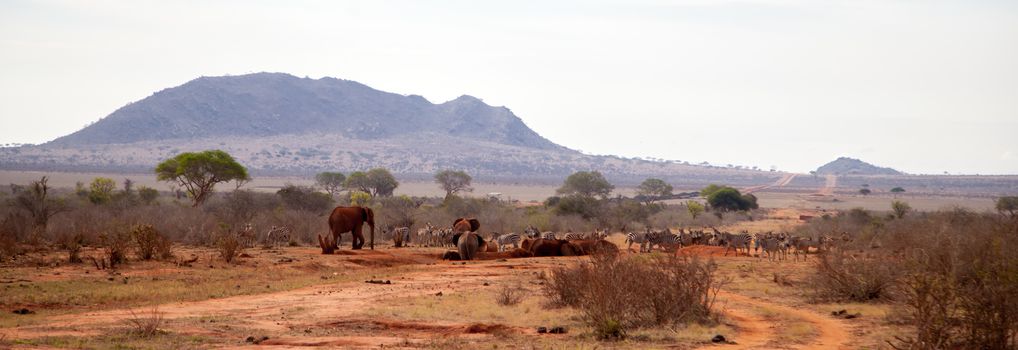 Animals, zebras, elephants on the waterhole in Kenya, on safari