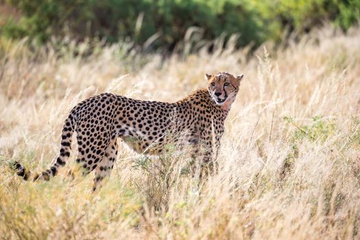 One cheetah in the grass in the savannah