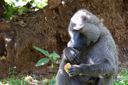 One baboon has found a fruit and eats it