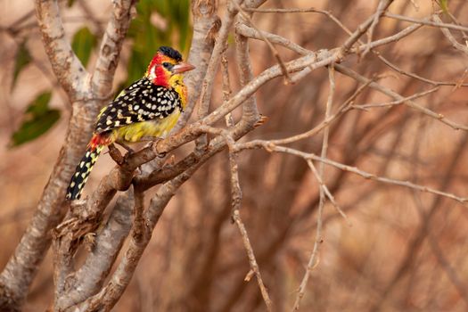 Colorful bird on the tree, on safari in Kenya