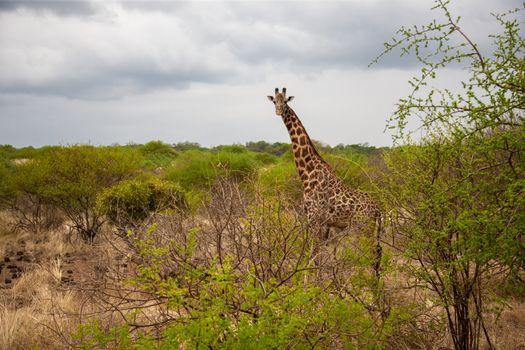 Giraffe watching you behind the bush