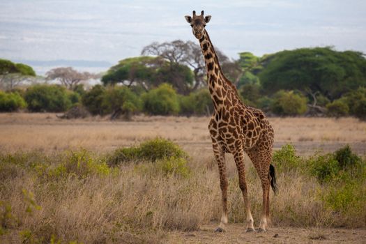 Giraffe is standing and watching in the savannah of Kenya