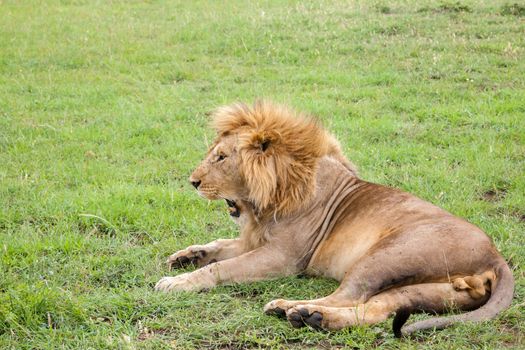 A big lion yawns lying on a meadow with grass