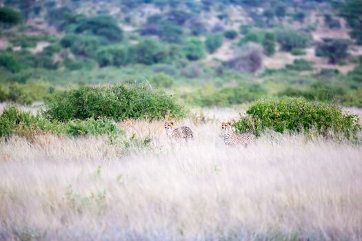 The cheetahs are running in the savannah in the tall grass