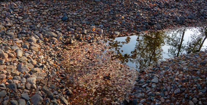 Autumn mood. Yellow foliage on the water in the pond. Autumn landscape with yellow trees by the lake.