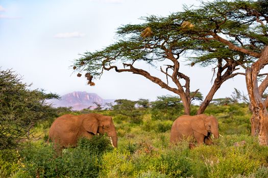 One elephant family goes through the bushes