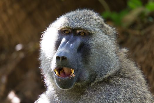 One baboon has found a fruit and eats it