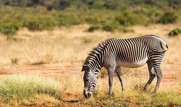 The Grevy Zebra is grazing in the countryside of Samburu in Kenya