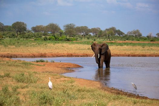 One red elephant drinks water from a water hole