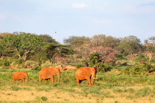 The large family of red elephants on their way through the Kenyan savanna