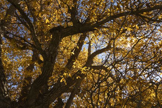 A beautiful walnut tree, dressed in autumn with yellow leaves, poses in silence among the sunny fields near the small town of Orés, in the Cinco Villas region, Zaragoza, Spain.