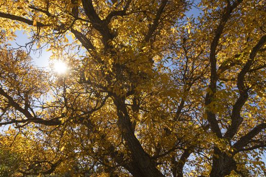 A beautiful walnut tree, dressed in autumn with yellow leaves, poses in silence among the sunny fields near the small town of Orés, in the Cinco Villas region, Zaragoza, Spain.