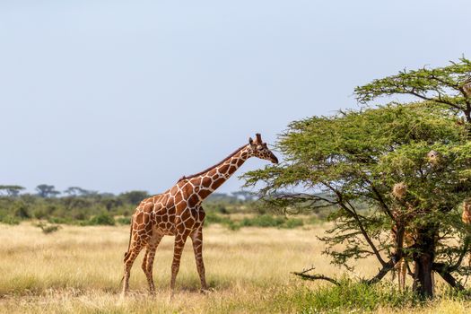 A Somalia giraffes eat the leaves of acacia trees