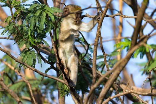 One monkey sits on the branch of a tree