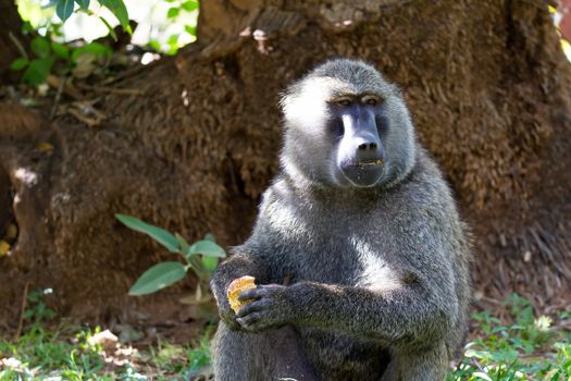 One baboon has found a fruit and nibbles on it