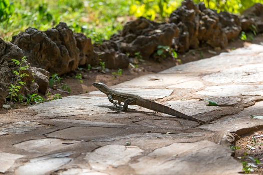 One gray lizard runs over the sidewalk