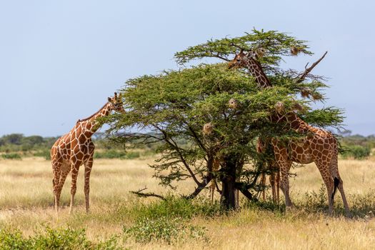 The Somalia giraffes eat the leaves of acacia trees