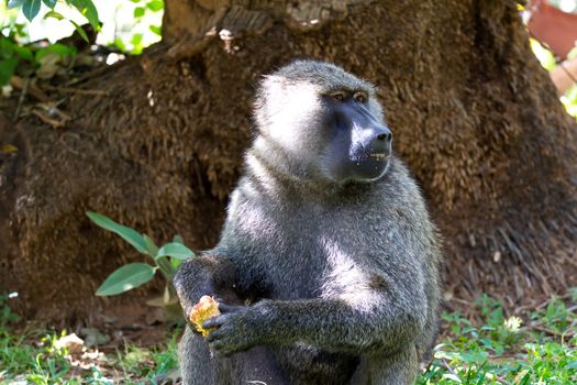 One baboon has found a fruit and eats it