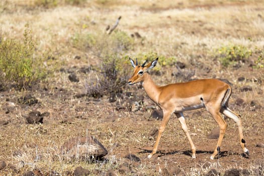 An antelope in the middle of the savannah of Kenya