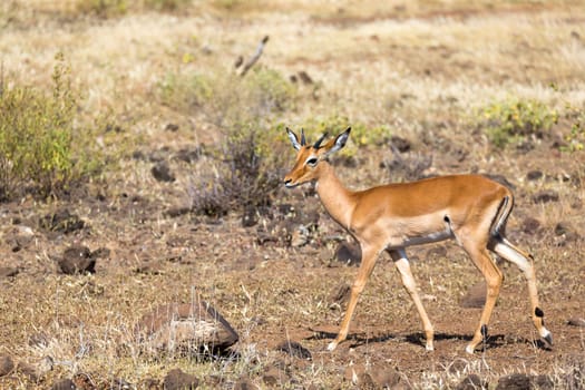 An antelope in the middle of the savannah of Kenya