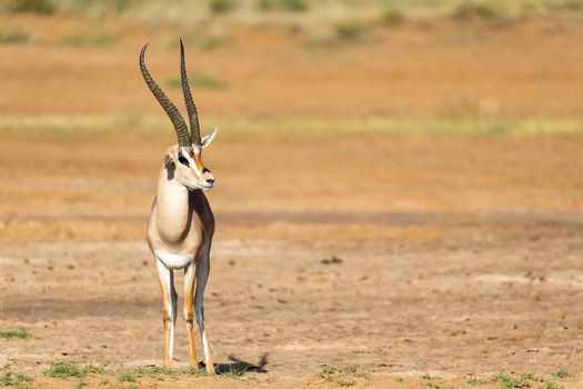 One Grant Gazelle stands in the middle of the grassy landscape of Kenya