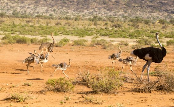 The ostrich family runs through the savanna of Kenya