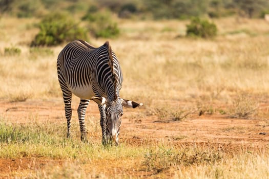 The Grevy Zebra is grazing in the countryside of Samburu in Kenya