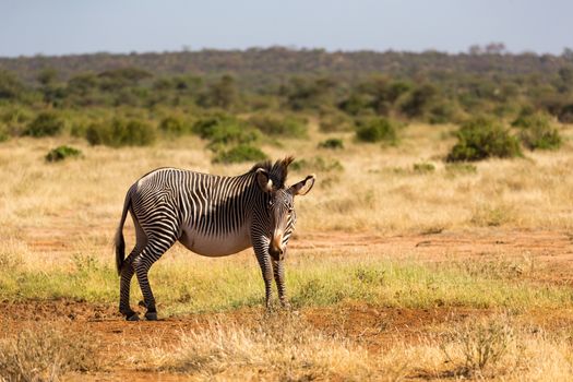 A Grevy zebras are grazing in the countryside of Samburu in Kenya