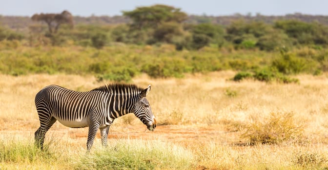 The Grevy Zebra is grazing in the countryside of Samburu in Kenya