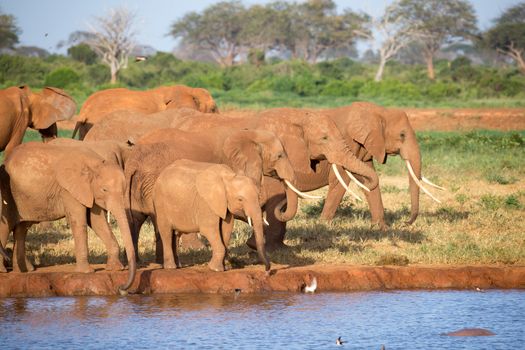 The family of red elephants at a water hole in the middle of the savannah