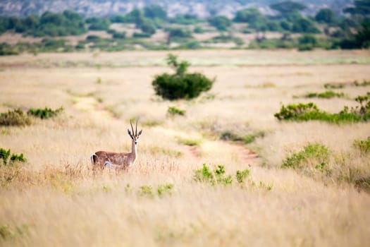 The antelope stands in the grass and looks into the distance