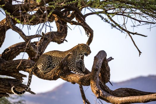 One leopard rests on the branch of a tree