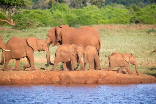 The family of red elephants at a water hole in the middle of the savannah