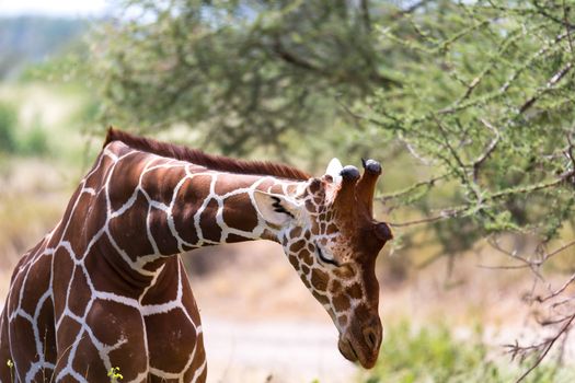 The closeup of a giraffe with many plants in the background