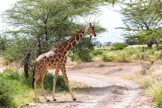 One giraffe crosses a path in the savannah