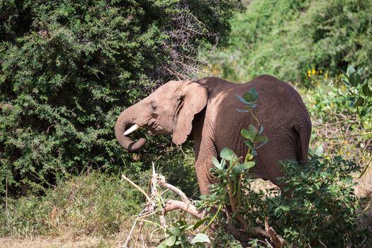 One elephant family goes through the bushes