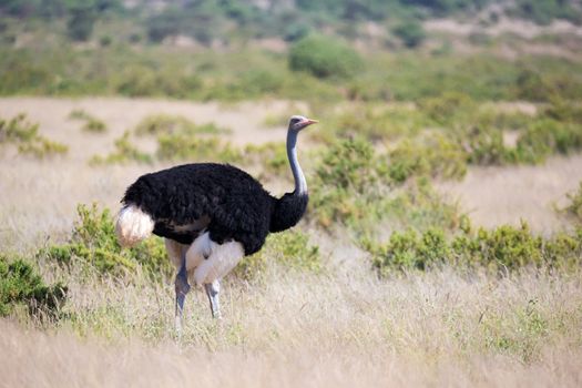 An ostrich bird stands in the middle of a grass landscape