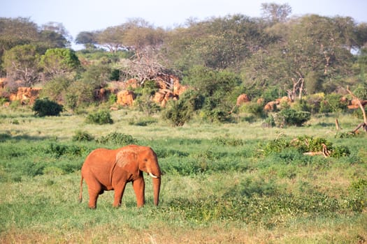 One big red elephant walks through the savannah between many plants