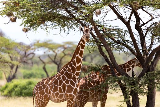 The giraffes eat leaves from the acacia trees