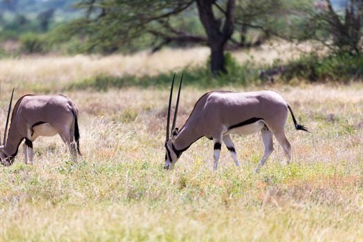The Oryx family in the grassland of the Kenyan Savannah