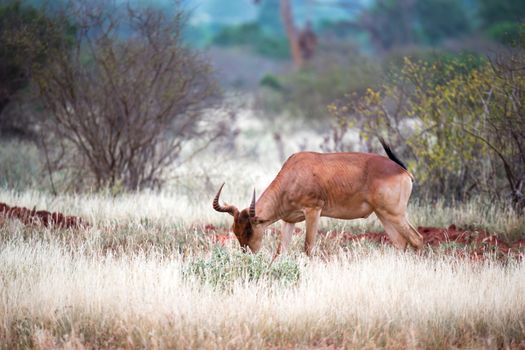 The antelope in the grass landscape of a savannah