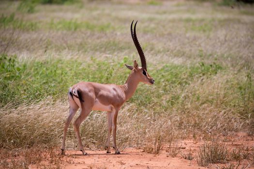 Antelope in the grassland of the savannah in Kenya