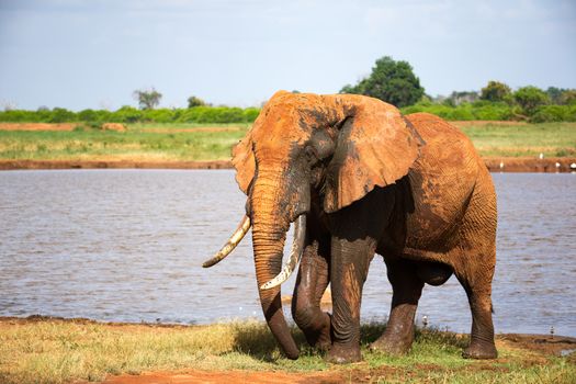 One big red elephant after bathing near a water hole