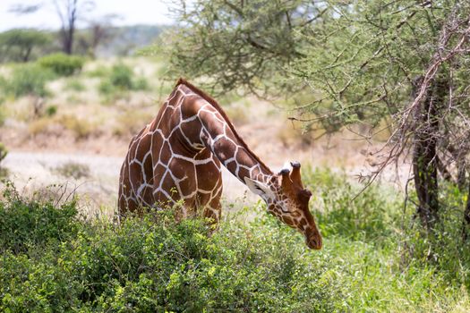 The closeup of a giraffe with many plants in the background