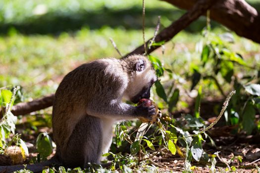 The monkey eats at a fruit found