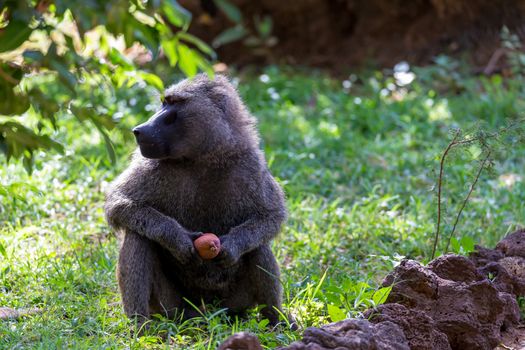 One baboon has found a fruit and nibbles on it