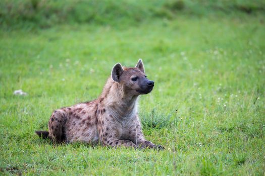 The hyena is lying in the grass in the savannah in Kenya