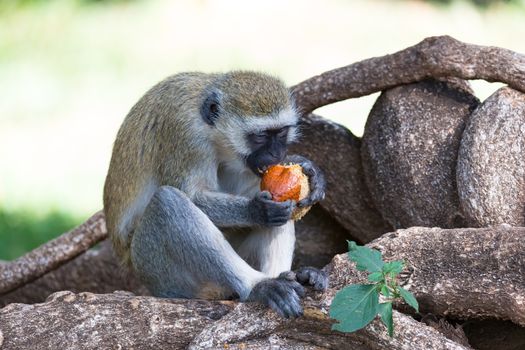 A monkey is doing a fruit meal in the grass
