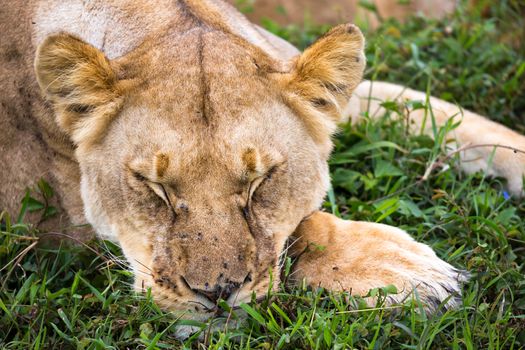 A portrait of a lioness, she lies in the grass in the savannah