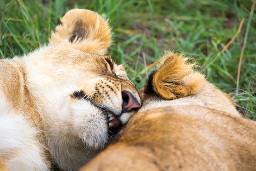 Some young lions cuddle and play with each other
